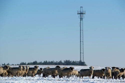 Winterlandschaft mit Schafen auf dem durch Abbau gef&auml;hrdeten Cavertitzer Berg. Foto: Thomas Barth