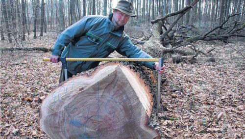 Immerhin rund 250 Jahre alt ist diese Eiche, die Revierf�rster Jan Petersen hier ausmisst. Ihr Durchmesser betr�gt 90 Zentimeter. Sieben St�ck davon sind gestern im Stadtwald Oschatz gef�llt worden. Das Holz soll f�r die Sanierung der Bockwindm�hle in Liebsch�tzberg verwendet werden. Foto: Dirk Hunger