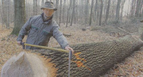 Revierf�rster Jan Petersen vermisst eine der sieben gef�llten Eichen, die f�r die Sanierung der denkmalgesch�tzten Liebsch�tzberger Bockwindm�hle eingesetzt werden. Foto: Dirk Hunger